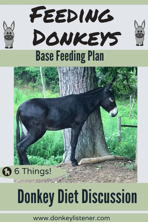 Feeding donkeys. A base feeding plan all my donkeys get Raising Donkeys, Baby Donkeys, Donkey Training, Rescue Farm, Donkey Care, Pet Donkey, Mini Donkeys, Miniature Donkeys, Sustainable Homestead