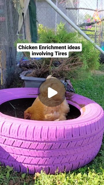 Duck Enrichment Ideas, Chicken Coop Color Ideas Paint, Chicken Playground Ideas Diy, Chicken Enrichment Ideas, Chicken Playground Ideas, Chicken Enrichment, Chicken Playground, Candy Animals, Yard Chickens