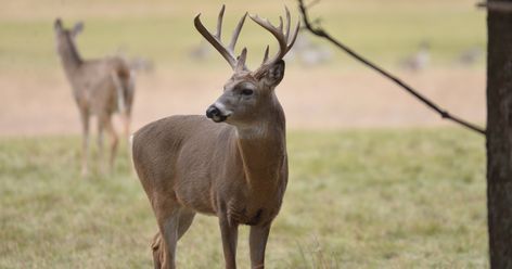 Deer Attractant, Deer Feeders, Deer Stands, Whitetail Hunting, Time To Hunt, Whitetail Deer Hunting, Big Deer, Deer Hunting Tips, Trail Cameras