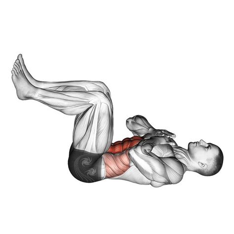 The tuck crunch is a beneficial exercise used to target the rectus abdominis or ab muscles. It also is far easier to perform than the typical sit-up. #coreworkout #abs #tuckcrunch #abdominals #strengthtraining #situps Tuck Crunch, Ab Muscles, Rectus Abdominis, Major Muscle Groups, Major Muscles, Lifting Weights, Best Exercises, Sit Up, Muscle Groups