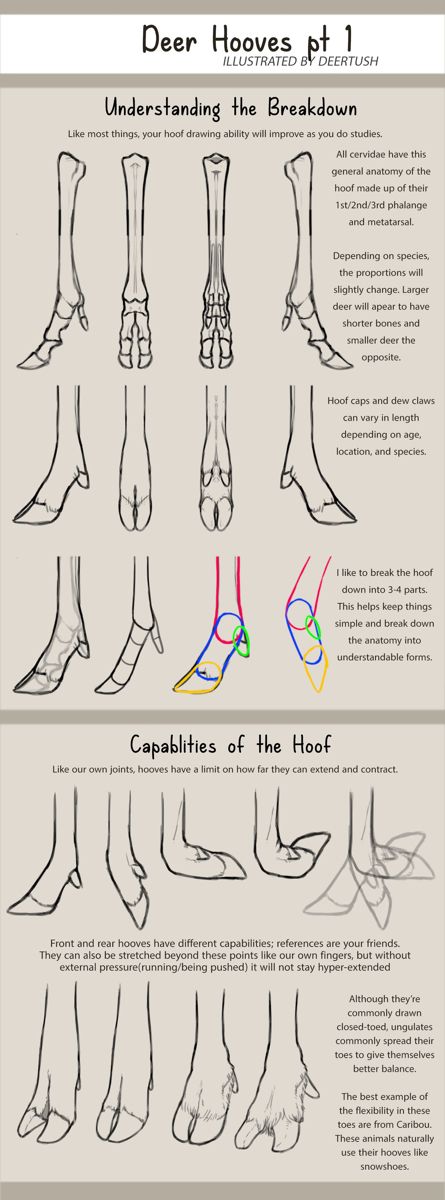 Deer Anatomy, Deer Hooves, Horse Hooves, Drawing Horse, Deer Drawing, Animal Reference, Animal Study, Body Anatomy, Deviant Art