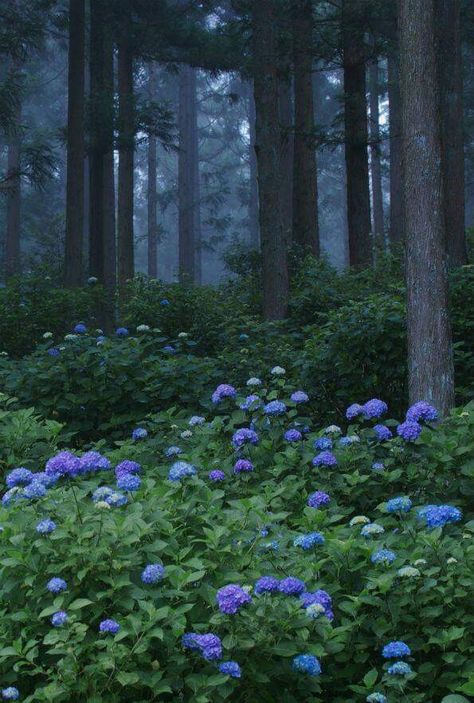 Taman Air, Dark Naturalism, Pretty Landscapes, Nature Forest, Forest Photography, Nature Aesthetic, Photography Nature, Pretty Places, In The Forest