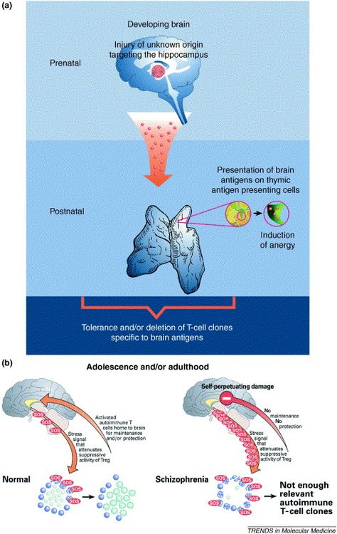 T-cell-mediated autoimmunity participates in physiological defense, maintenance and repair of the adult brain. However, unless such autoimmune responses to insults are rigorously controlled, they might lead to an autoimmune disease or other immune-related defects, where destructive activity outweighs the beneficial effect. Here, we discuss these apparently contradictory effects of autoimmunity in schizophrenic patients, whose typical immune aberrations have prompted recent speculation about an T Cells, Brain Diseases, T Cell, Autoimmune Disease, Prenatal, Enough Is Enough, Defense, Disease, Brain