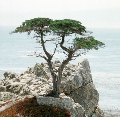 Monterey Cypress Tree Tattoo, Cypress Trees And Lavender, California Cypress Trees, Florida Cypress Trees, Monterey Cypress Trees, Ca Tattoo, Leland Cypress Trees, Cyprus Tree, Lone Cypress Tree California