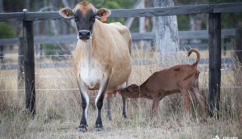 Mother Cow Hides Newborn Baby To Protect Her From Farmer - The Dodo Cow Names, Sweet Cow, Australian Farm, Puppy Find, Farm Sanctuary, Dairy Cow, Adoption Day, Milk Production, Cow Calf