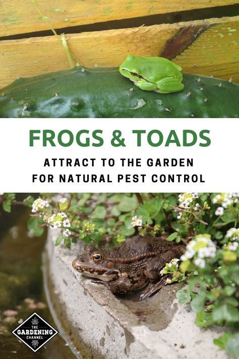 Learn how to attract frogs and toads to the garden. Use them to control pests in the vegetable, flower and herb gardens. #gardeningchannel #gardening #growingvegetables #organicpestcontrol #naturalpestcontrol Common Garden Plants, Organic Insecticide, Toad House, Frog House, Frog Pond, Organic Pesticide, Garden Insects, Natural Pest Control, Garden Pest Control