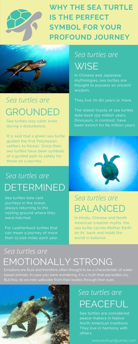 Turtles Pet, Turtle Spirit Animal, Turtle Symbolism, Turtle Quotes, Sea Turtle Tattoo, Animal Spirit Guides, Behind Blue Eyes, Muster Tattoos, Turtle Tattoo