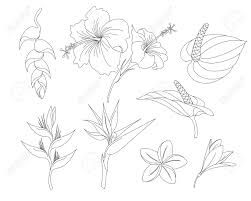 Tropical Flowers Drawing - Infoupdate.org Hawiian Flowers, Hawaii Flower Tattoos, Tropical Flower Tattoos, Hawaiian Flower Tattoos, Tropical Tattoo, Hawaii Flowers, Jungle Flowers, Pencil Drawings For Beginners, Flower Line Drawings