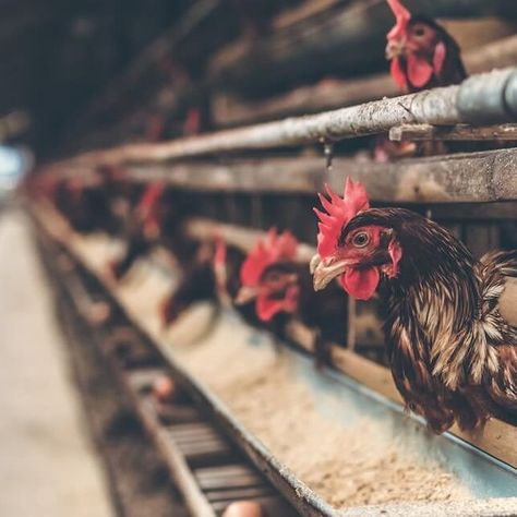 This Private Equity Veteran Is Working to End Factory Farming For Good . . . #factoryfarming #vegannews #vegan #animalwelfare #livekindly Dairy Brands, Big Food, Vegan Facts, Natural Farming, Animal Agriculture, Personal Investigation, Protect Nature, Factory Farming, Vegan Eggs