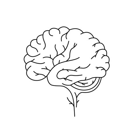 Brain Outline Tattoo, Brain Line Tattoo, Brain Line Art, Heart And Brain Line Art, Brain One Line Drawing, Simple Brain Illustration, Human Organ, Continuous Line, Outline Drawings