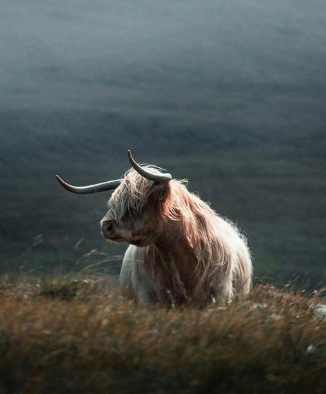 I Love Cows Taurus Animal, Highland Cow Photography, Scotland Cow, I Love Cows, Highland Coo, Cow Photography, Fantasy Cottage, Highland Cow, Greek Mythology