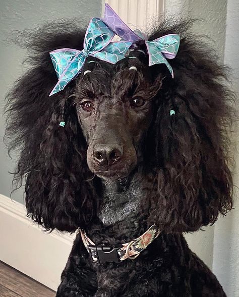 Poodle bows in top knot Poodle With Bows In Hair, Standard Poodle Top Knot Styles, Poodle Top Knot, Poodle Top Knot Styles, Poodle Banding, Poodle Cuts Standard, Poodle Hairstyles, Standard Poodle Haircut Styles, Miniature Poodle Black