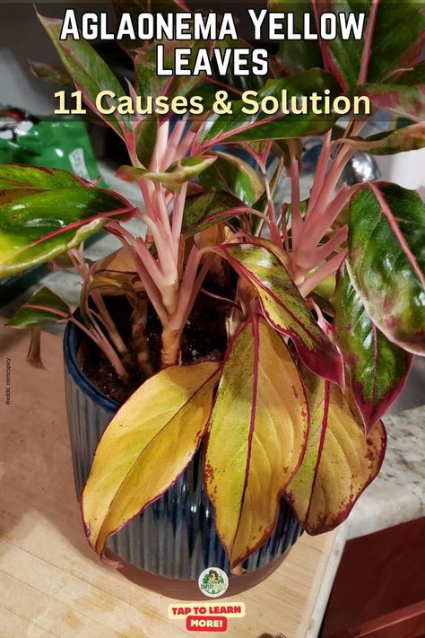 plant care, indoor gardening, 
houseplant problems, aglaonema care tips, yellowing leaves, plant health, 
leaf discoloration, plant diseases, leaf problems, plant maintenance, 
troubleshooting plant issues. Chinese Evergreen, Houseplants Indoor, Yellow Leaves, Tropical Plants, House Plants, Turning, Yellow, Plants