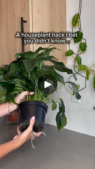 Peace Lily In Water, Gardening 2023, Lilly Plants, Plant Vases, Houseplant Tips, Plants Grown In Water, Repotting Plants, Plant Hacks, Inside Plants