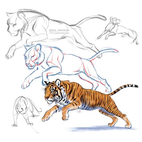 Feline Anatomy, Tiger Sketch, Tiger Drawing, Cat Anatomy, Big Cats Art, Animal Study, Tiger Art, Anatomy Drawing, Animal Sketches