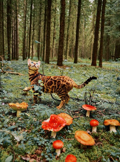 Bengal's breathtaking photos will fill you with travel envy Adventure Cat, Photos Travel, Cat Training, Cat Photography, Bengal Cat, Cat Aesthetic, Cute Kittens, Warrior Cats, Pretty Cats