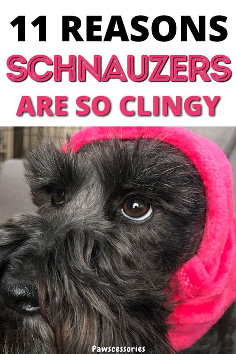 In this post you’ll discover the 11 of the most common reasons why your schnauzer is acting so clingy and needy as well as things you can do to help reduce their clinginess. Reason #1 is the least talked about but potentially one of the biggest! #schnauzers #schnauzertips #schanuzerfacts Brown Schnauzer Puppy, How To Groom A Schnauzer At Home, Schnauzer Face Grooming, Miniature Schnauzer Haircut Hairstyles, Mini Schnauzer Grooming Haircuts, Miniature Schnauzer Haircut, Chocolate Schnauzer, Black Mini Schnauzer, Funny Schnauzer