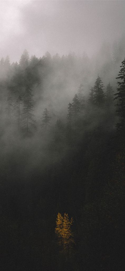 trees covered by fog #forest #grey #nature #tree #trees #UnitedStates #iPhoneXWallpaper Dark Academia Wallpaper Iphone, Dark Academia Background, Dark Naturalism Aesthetic, Dark Grey Wallpaper, Fog Forest, Grey Wallpaper Iphone, Dark Gray Background, Dark Academia Wallpaper, Dark Naturalism