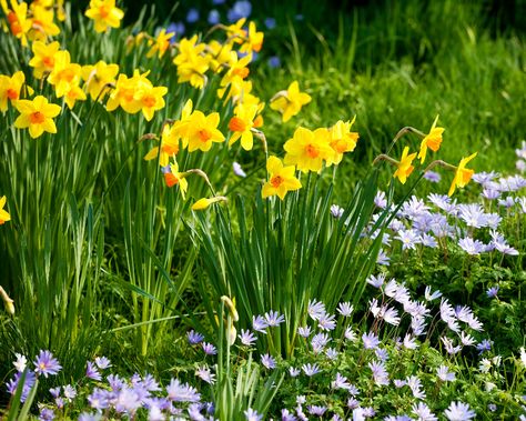 How to plant daffodil bulbs: when, where and how to plant daffodils | Homes & Gardens Daffodils And Tulips Landscaping, Daffodils And Hyacinths, Daffodil Companion Plants, Planting Daffodil Bulbs, Daffodil Images, Spring Displays, Perennial Bulbs, Daffodil Bulbs, Spring Bulbs