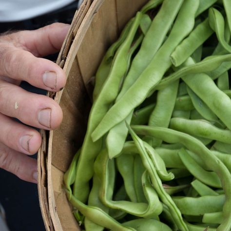 Preserving the Italian Vegetable Garden in America Italian Vegetable Garden, Italian Green Beans, Benefits Of Gardening, Italian Vegetables, Italian Garden, Garden Journal, Gardening Advice, Fig Tree, Culinary Skills