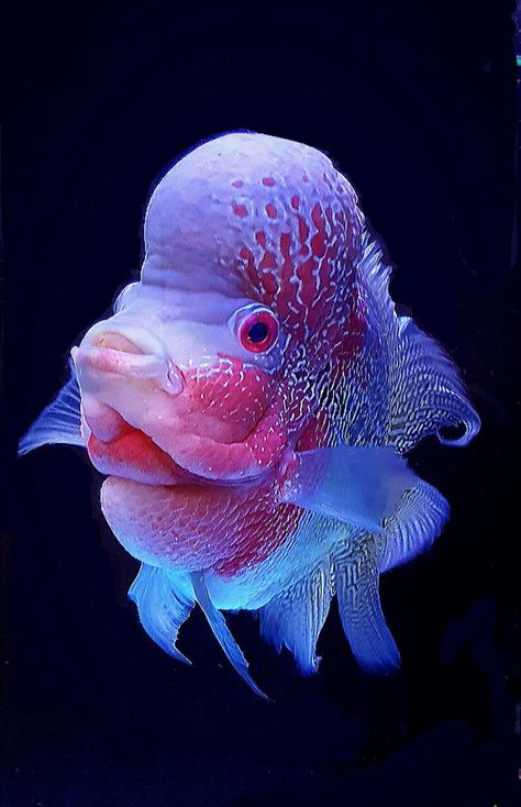 Flowerhorn Cichild  (Loahan) Flowerhorn Fish Wallpaper, Flower Horn Fish, Flowerhorn Fish, Space Animals, Underwater Animals, Fish Wallpaper, Natural Selection, Exotic Fish, Biome