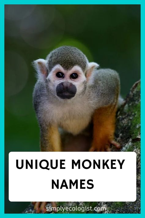 Monkeys are smart and sociable creatures, each with their own distinct personality. By choosing a name that reflects your monkey’s character, you’ll have a Monkey Species, Monkey Names, Types Of Monkeys, Wildlife Travel, Creative Names, Pet Monkey, Funny Names, Cute Monkey, King Louie