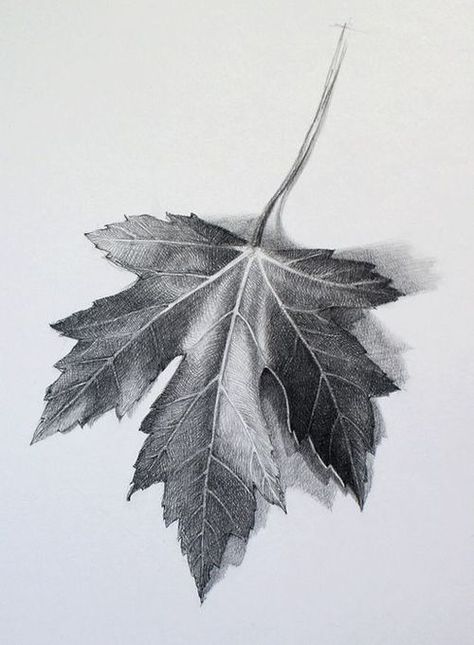 Digication ePortfolio :: Fairfield Art :: Observational Leaf Drawing Draw Lips, Beautiful Pencil Drawings, Leaves Sketch, Pencil Shading, Drawing Faces, White Drawing, Lips Drawing, Grape Leaf, Leaf Drawing