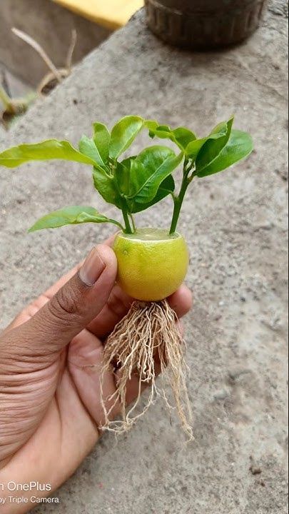 Plants For The Garden, How To Grow Lemon Balm, How To Grow Flowers, Easy Growing Plants, Scratches On Glasses, Growing Lemons, Lemon Tree From Seed, Grow Lemon, Growing Lemon Trees