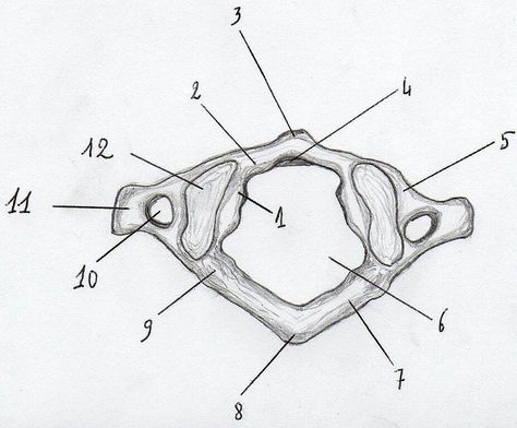 Biology Diagrams, Anatomy Bones, Cute Simple Wallpapers, Simple Wallpapers, Radiology, Biology, Anatomy, Bones, Wallpapers