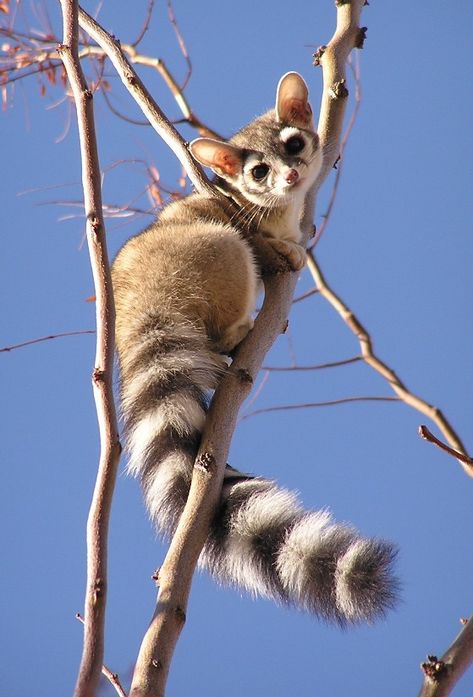 Unique Cute Animals, Weird Animals That Exist, Cute Weird Animals, Cool Looking Animals, Colorful Animals Photography, Cute Exotic Animals, Cute Animal Photography, Animal Reference Photos, Ringtail Cat