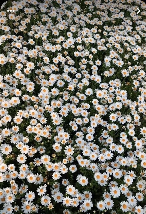 Druid Wallpaper, Spring Desktop Wallpaper, Cottagecore Art, Daisy Wallpaper, Daisy Field, Wallpaper Disney, Sky Photography Nature, Photos For Profile Picture, Nothing But Flowers