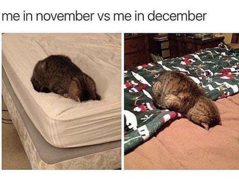 november vs. december | Cats | Know Your Meme Christmas Cat Memes, Holiday Meme, Cat Post, Silly Animals, Memes Humor, Funny Animal Memes, Animal Memes, Christmas Cats, Tis The Season