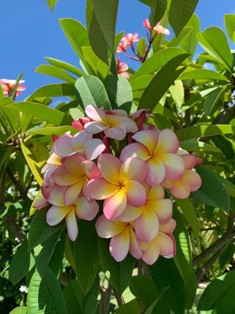 Flower Plumeria, Pink Frangipani, Plumeria Flowers, Nothing But Flowers, Flower Therapy, Beautiful Bouquet Of Flowers, Pretty Plants, Beautiful Flowers Pictures, Exotic Flowers