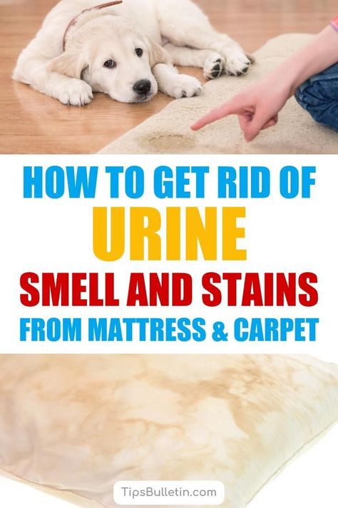 Pet Odor Remover, Clean Baking Pans, Urine Smells, Cleaning Painted Walls, Dog Urine, Urine Stains, Deep Cleaning Tips, Pet Urine, Clean Dishwasher