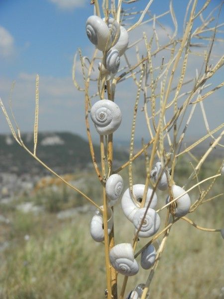 Back To Nature, Mother Nature, On Tumblr, Art Inspo, Bugs, Art Reference, Mood Board, Shells, Art Inspiration