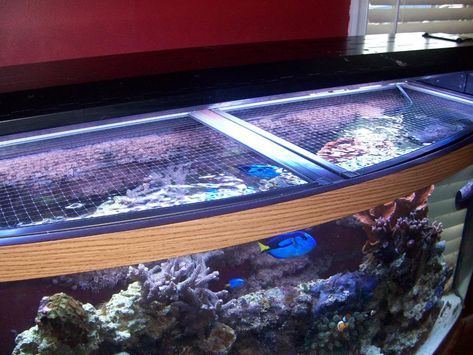 Top Screen: 72 Gallon Bowfront- pinned just in case I decide to change the lid of my bowfront tank Diy Reptile Tank Lid, Bowfront Aquarium Ideas, Bow Front Aquarium, Aquarium Hood, Turtle Tank Setup, Diy Reptile, Dragon Ideas, Diy Screen, Snake Tank