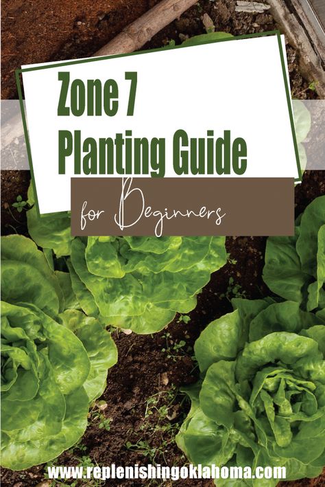 Gardening Schedule Calendar Zone 7, Zone 7b Planting Schedule Vegetables, Zone 7 Garden Plan, 7b Zone Plants, Fall Gardening Zone 7, Fall Vegetable Garden Zone 7, 7b Planting Schedule, What Planting Zone Am I In, Plants For Zone 7 Landscapes