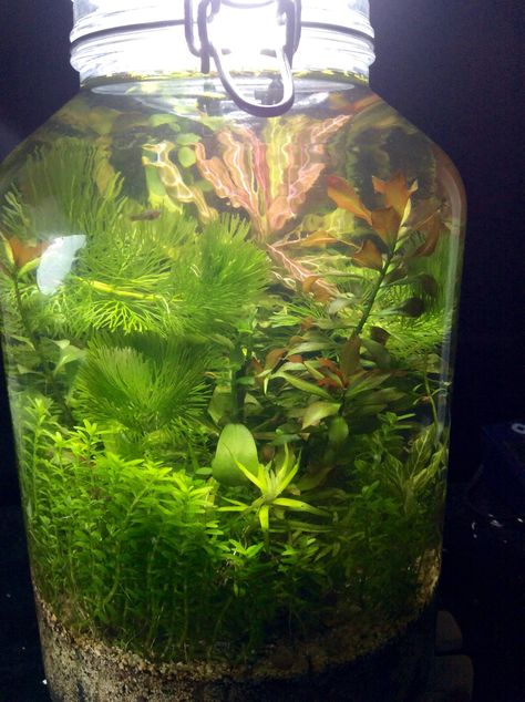 Jar Fish Tank, Walstad Method, Aa Aesthetic, Bowl Aquarium, Aqua Scaping, Mindful Lifestyle, Water Terrarium, Pond Snails, Terrarium Jar