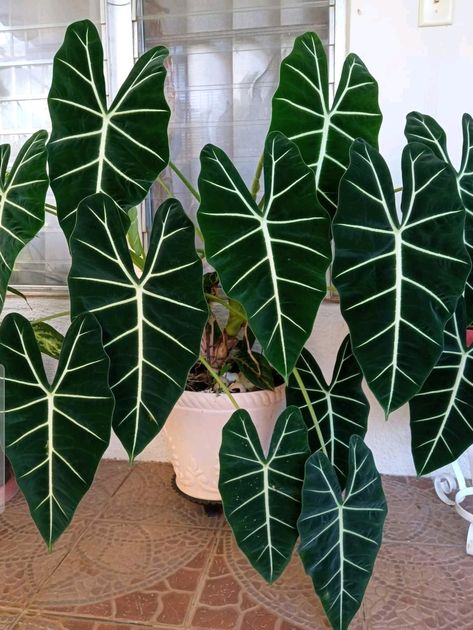 Exotic House Plants, Velvet Elvis, Alocasia Frydek, Alocasia Plant, Plant Goals, Inside Plants, Plant Decor Indoor, Plant Aesthetic, Starter Plants