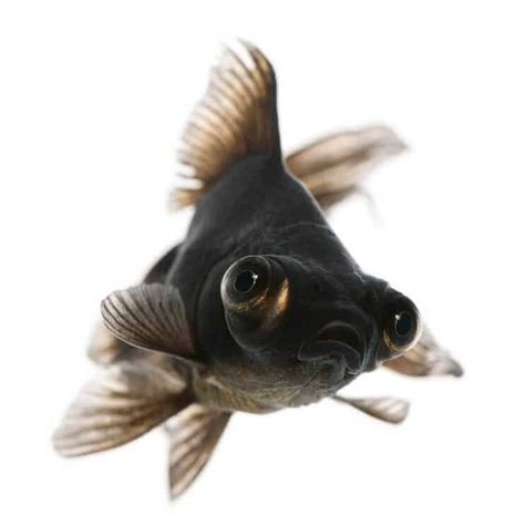 Black Moor Goldfish Care Black Moor Goldfish, Goldfish Care, Fish Names, Black Goldfish, Pet Goldfish, Bawah Air, Golden Fish, Underwater Animals, Fish Care