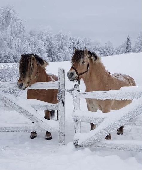 Snow Horse Aesthetic, Horse Winter Aesthetic, Horses At Christmas, Winter Horse Aesthetic, Horse In Winter, Horse In Snow, Snow Horse, Equestrian Christmas, Horses In Snow