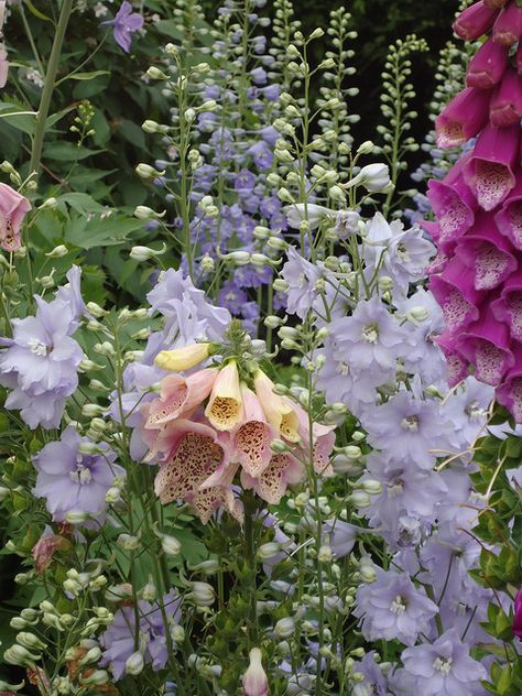 cottage garden LOVE....foxglove and delpinium... Hummingbird Plants, English Cottage Garden, English Country Gardens, Have Inspiration, Romantic Garden, Garden Care, Gorgeous Gardens, Garden Cottage, Delphinium