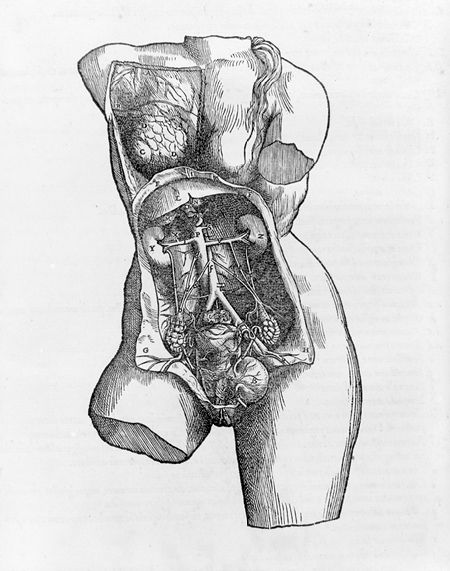 Andreas Vesalius: De humani corporis fabrica (53.682) | Heilbrunn. 1555. Timeline of Art History | The Metropolitan Museum of Art Andreas Vesalius, Female Bust, Medical Art, Poster Size Prints, Female Anatomy, Arte Sketchbook, A4 Poster, Medical Illustration, Anatomy Art