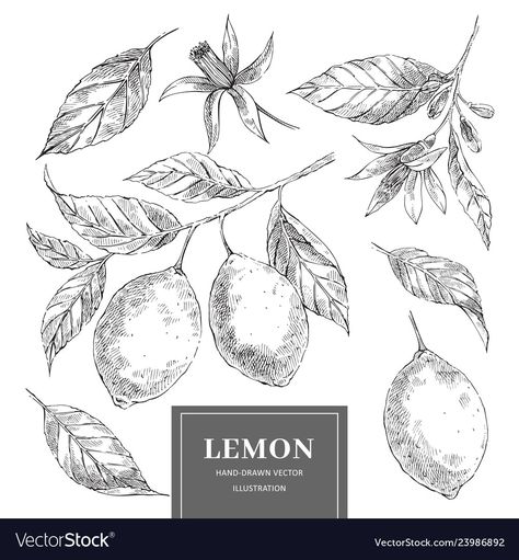 Lemon Drawing, Fruit Sketch, Outline Drawing, Hand Drawn Vector Illustrations, Leaf Drawing, Ink Brush, Citrus Fruits, Botanical Design, Outline Drawings