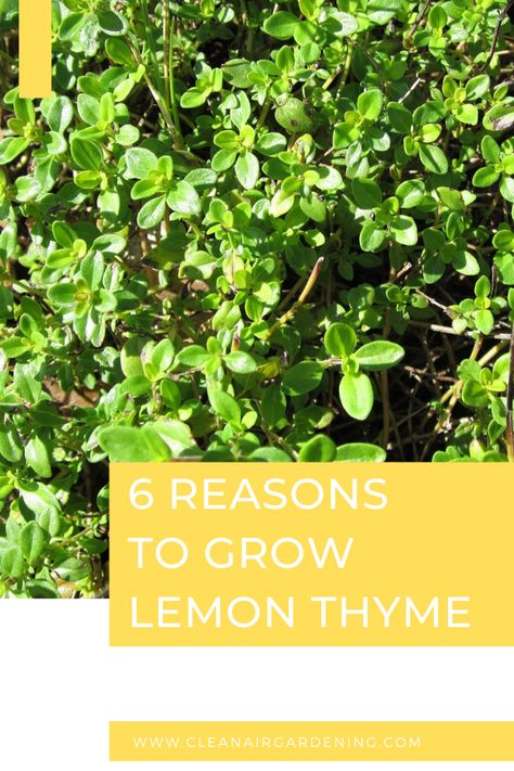 Lemon Thyme Benefits, What To Do With Lemon Thyme, Lemon Thyme Medicinal Uses, Lemon Thyme Uses, Fresh Thyme Recipes, Lemon Thyme Plant, Pruning Herbs, Lemon Thyme Recipes, Thyme Benefits