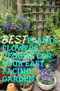 East Facing Balcony Plants, East Facing Front Yard Landscaping Ideas, East Facing Garden Plants, East Facing Garden Design Uk, North East Facing Garden, Plants For East Side Of House, East Facing Garden Ideas, East Facing Flower Bed Ideas, East Facing Garden Design