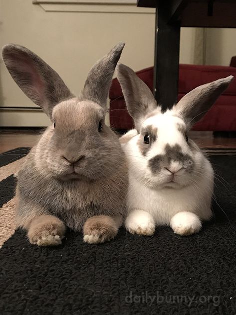 Four ears, four eyes, two noses, lots of whiskers - December 7, 2017 Long Ear Rabbit, Lopped Eared Bunnies, Long Eared Bunny, Pretty Bunny, Lop Eared Bunny, Two Bunnies, Floppy Eared Bunny, Sister And Brother, Daily Bunny