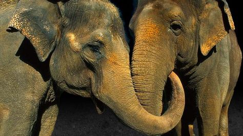 Two Elephants, Elephant Wallpaper, Elephant Pictures, Circus Elephant, Elephant Sanctuary, Save The Elephants, Animal Science, Asian Elephant, Indian Elephant