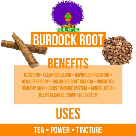 Burdock Root Tea Recipes, Burdick Root Benefits, Burdock Root Tea Benefits, How To Use Burdock Root, Burdock Root Tincture, Burdock Root Benefits, Burdock Root Spiritual Benefits, Burdock Root Tea, Herbs For Protection