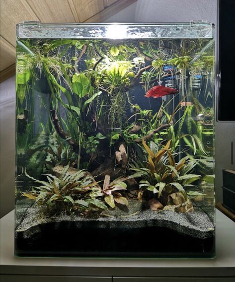 Betta Sorority, Cool Fish Tank Decorations, Underwater Aquarium, Fish Habitat, Aquarium Inspiration, 10 Gallon Fish Tank, Fish Types, Fish Aquarium Decorations, Fish Tank Terrarium